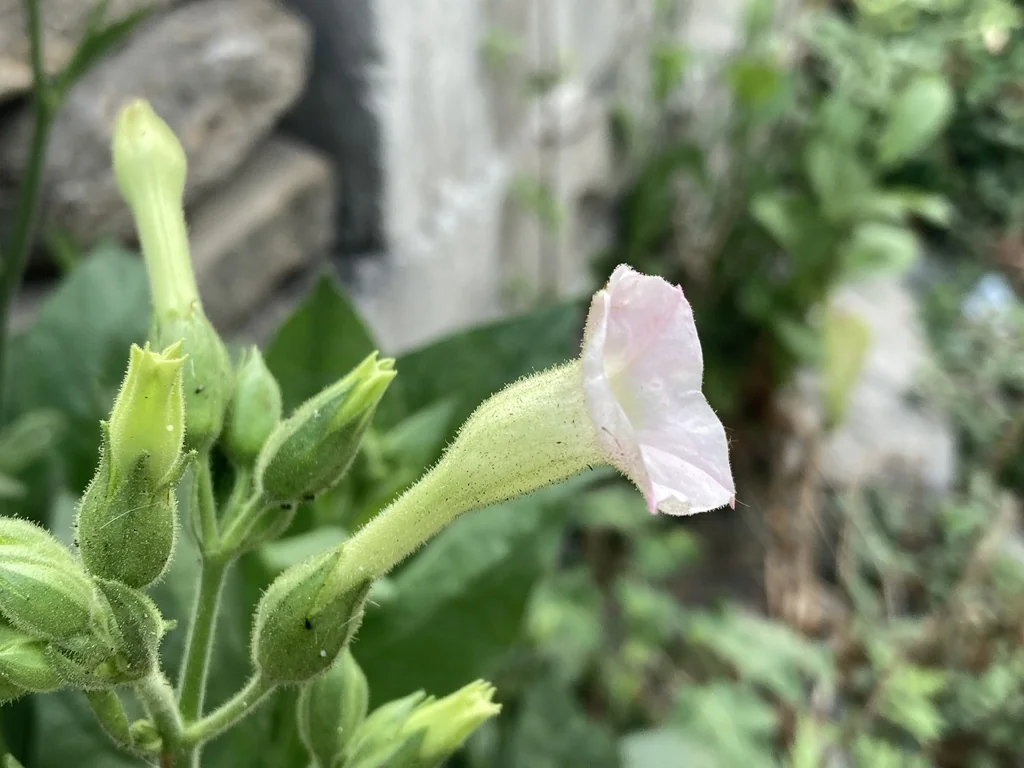 Nicotiana Tabacum