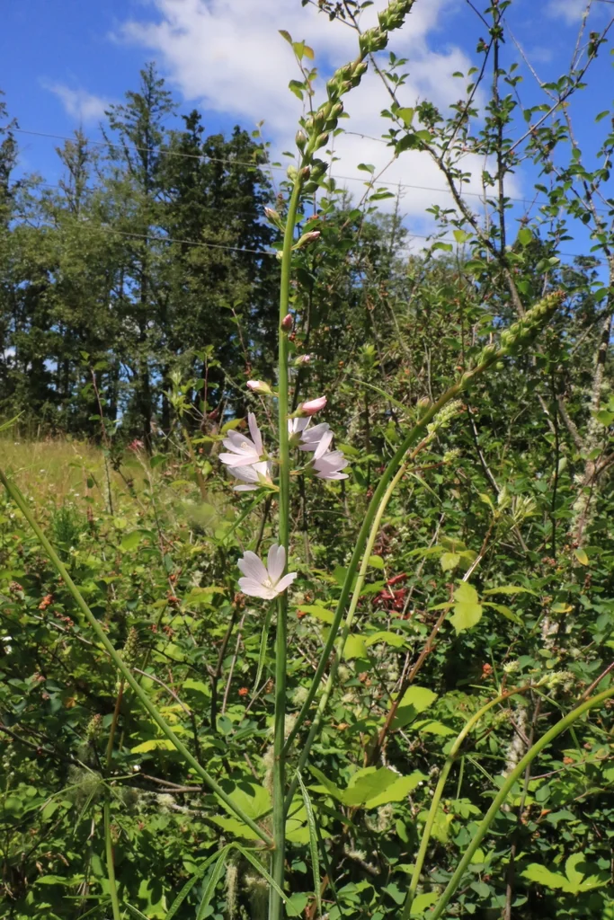 Sidalcea Campestris