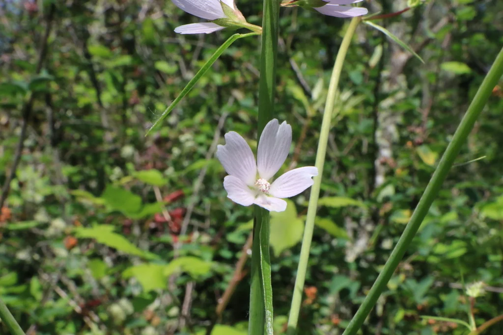 Sidalcea Campestris
