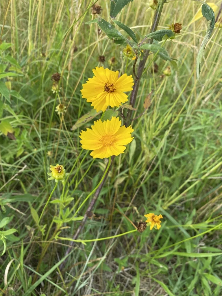 Coreopsis Grandiflora