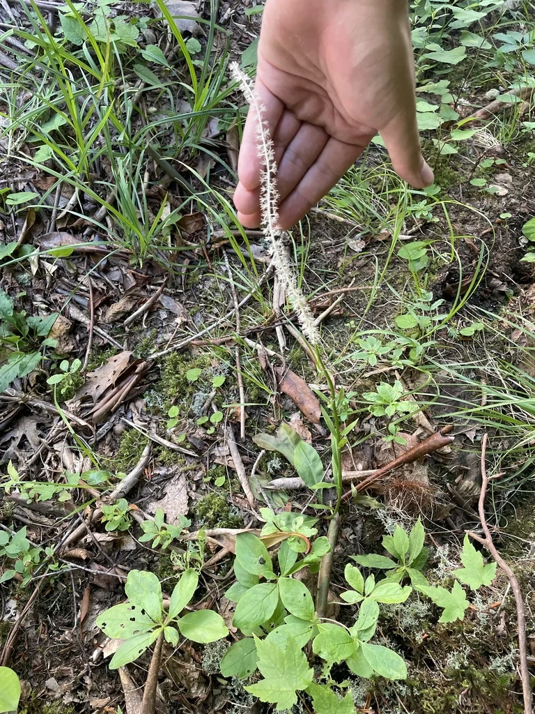 Chamaelirium Luteum