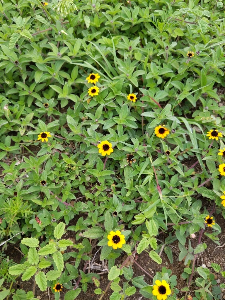 Sanvitalia procumbens