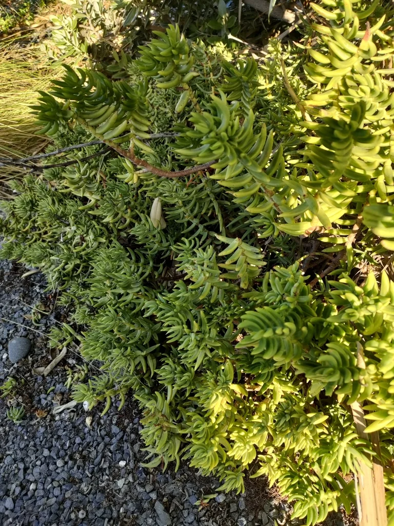Crassula Tetragona