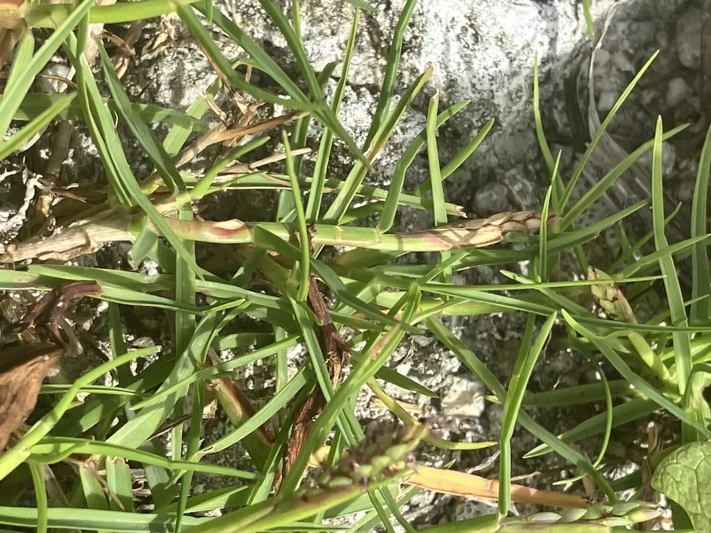 Paspalum vaginatum