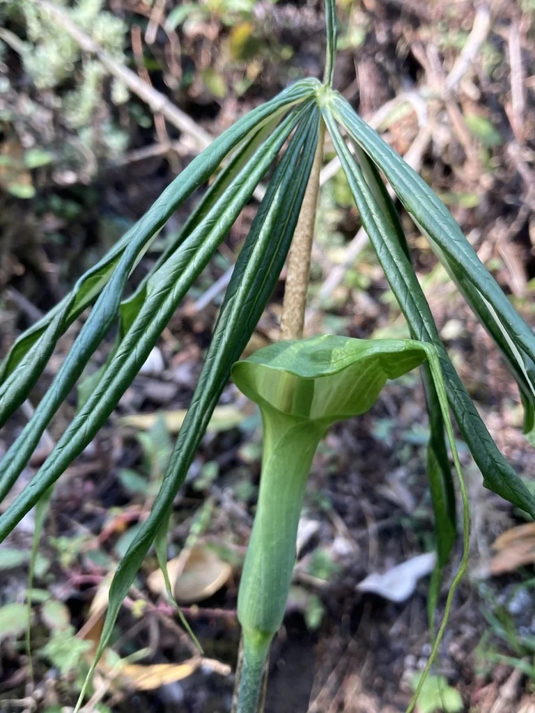 Arisaema consanguineum