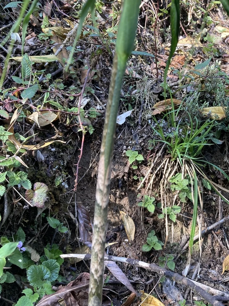 Arisaema consanguineum