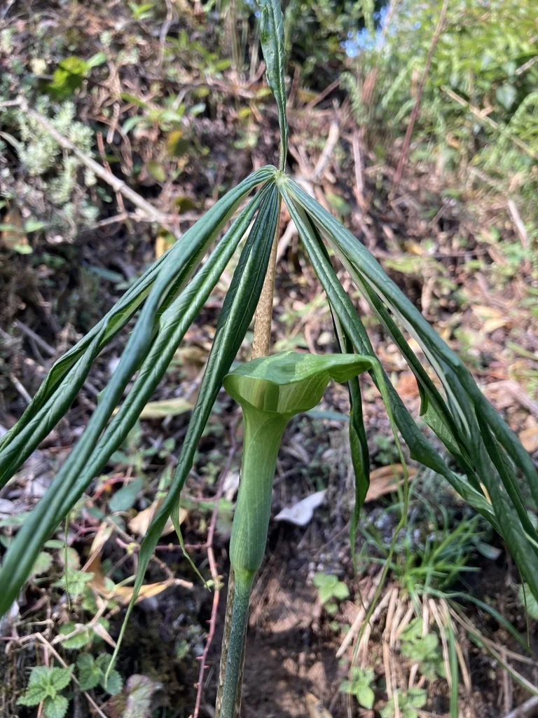 Arisaema consanguineum
