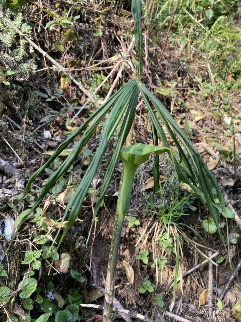 Arisaema consanguineum