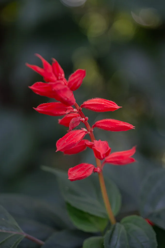 Salvia Splendens