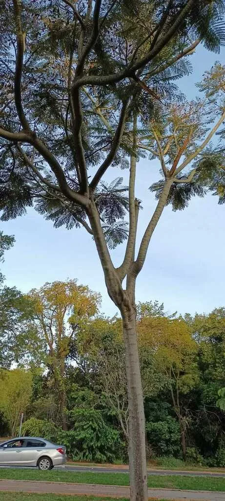 Schizolobium Parahyba