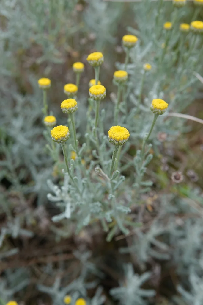 Santolina Chamaecyparissus