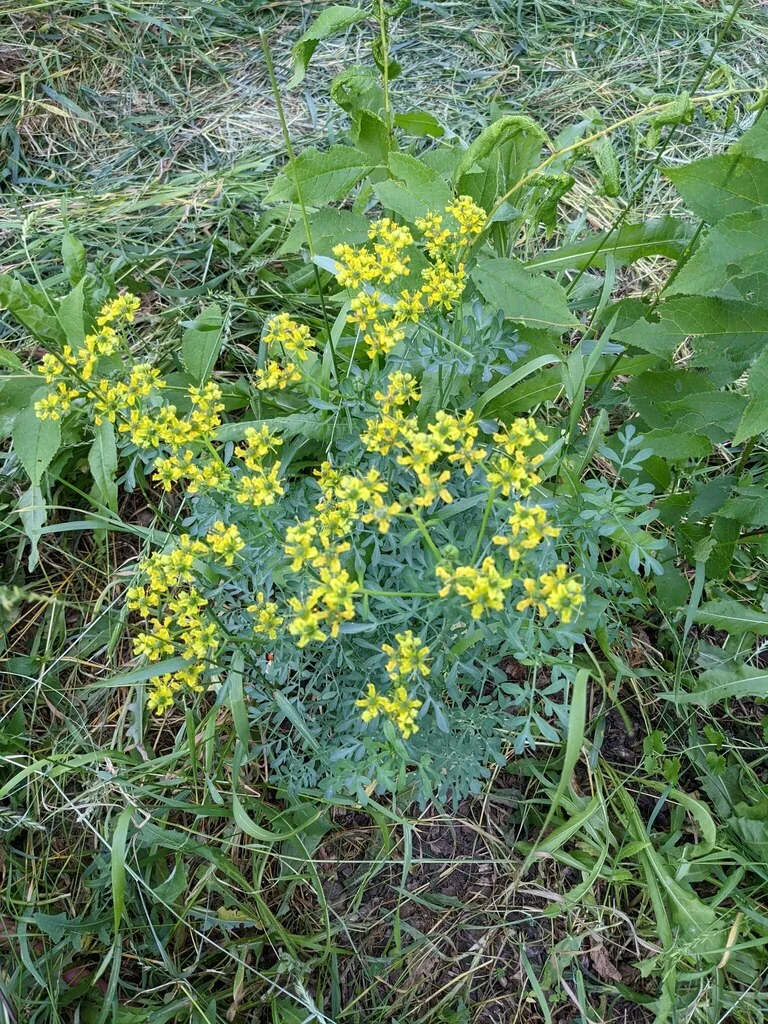 Ruta Graveolens