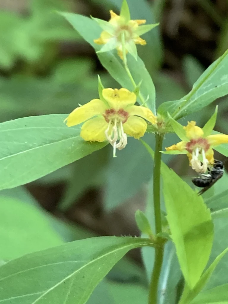Lysimachia Lanceolata