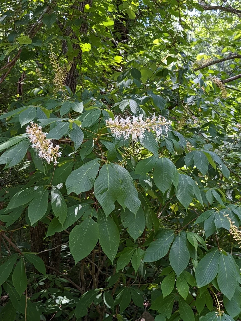 Aesculus Parviflora