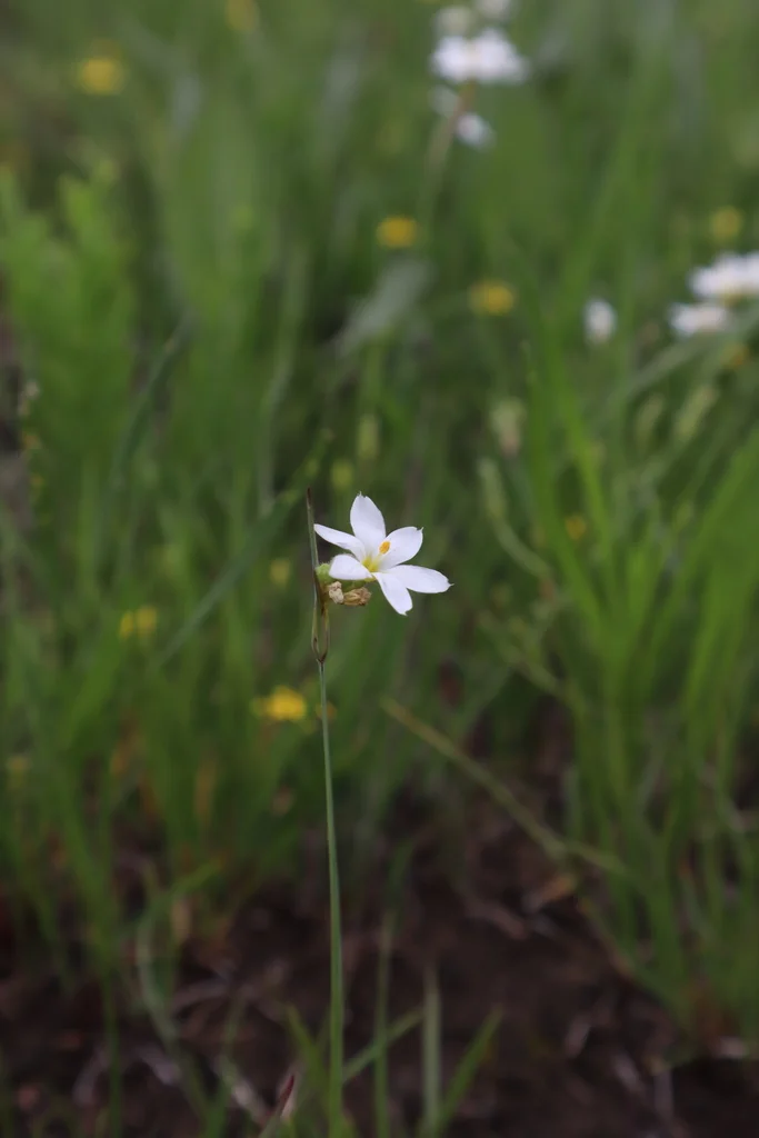 Sisyrinchium Campestre