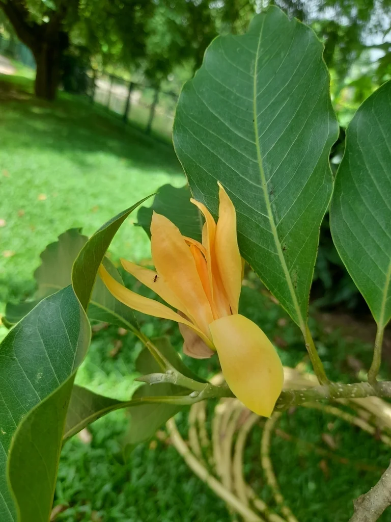 Michelia Champaca