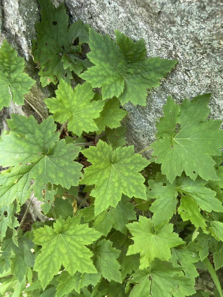 Heuchera Villosa