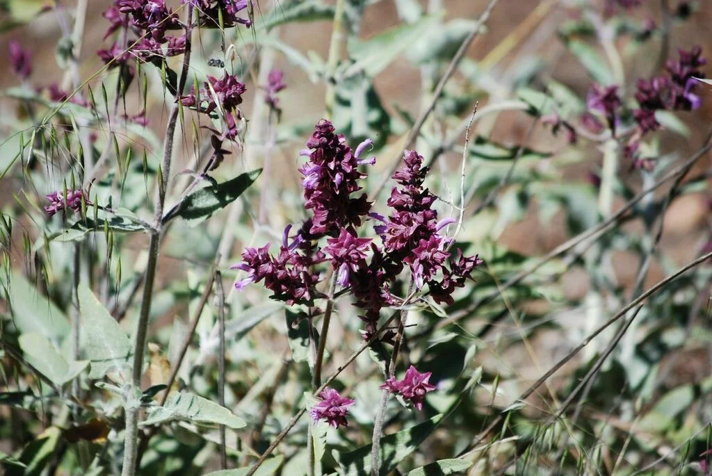 Salvia Canariensis