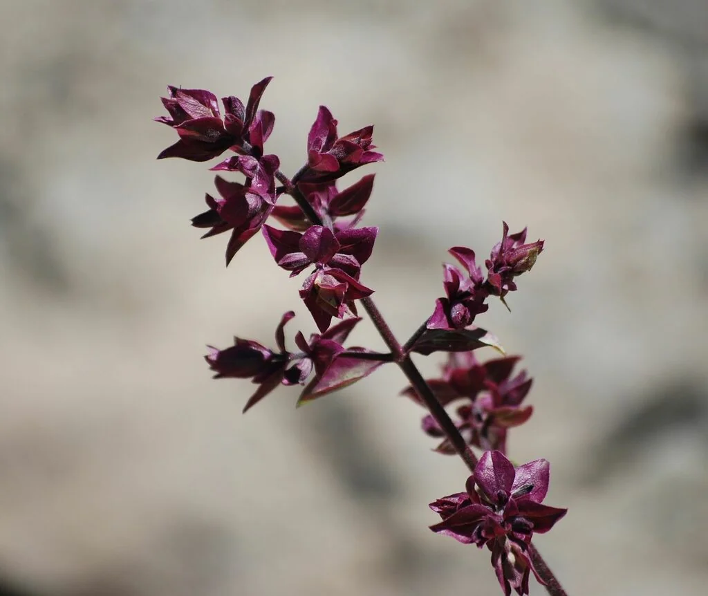 Salvia Canariensis