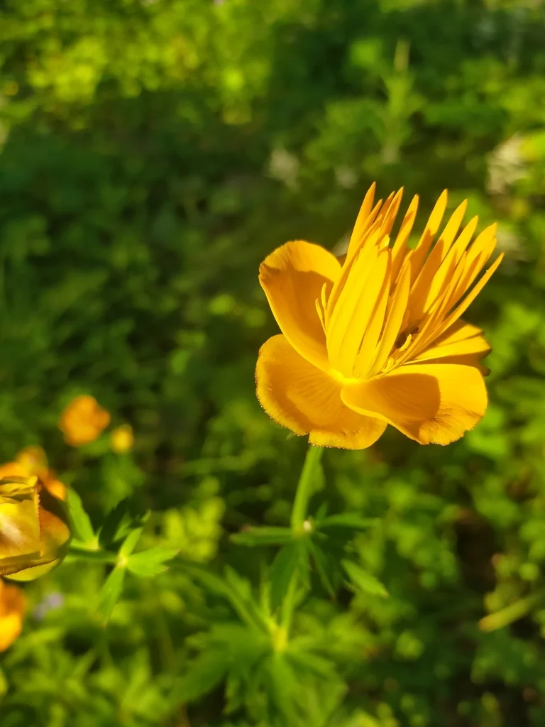 Trollius Chinensis