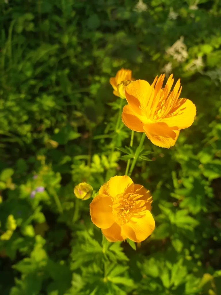 Trollius Chinensis