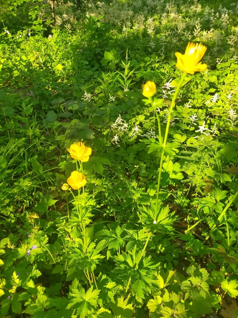 Trollius Chinensis