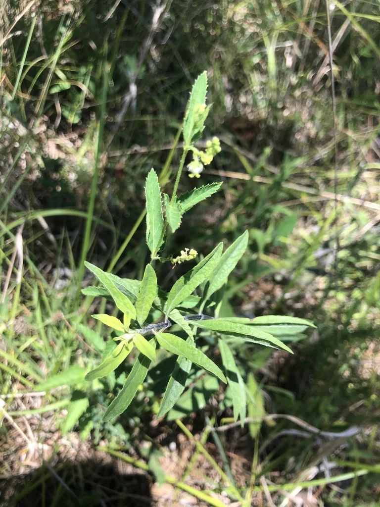Salvia Azurea Grandiflora