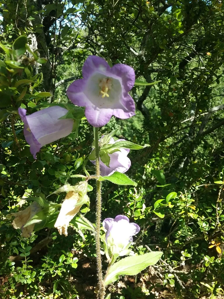 Campanula Medium