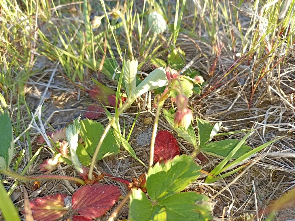 Fragaria ananassa