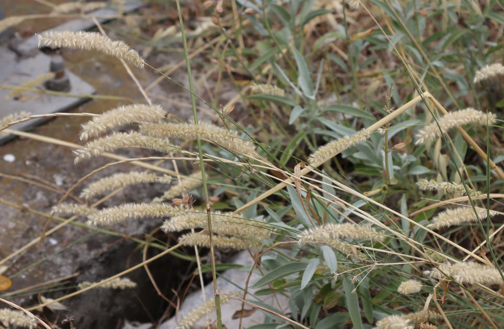 Melica Ciliata