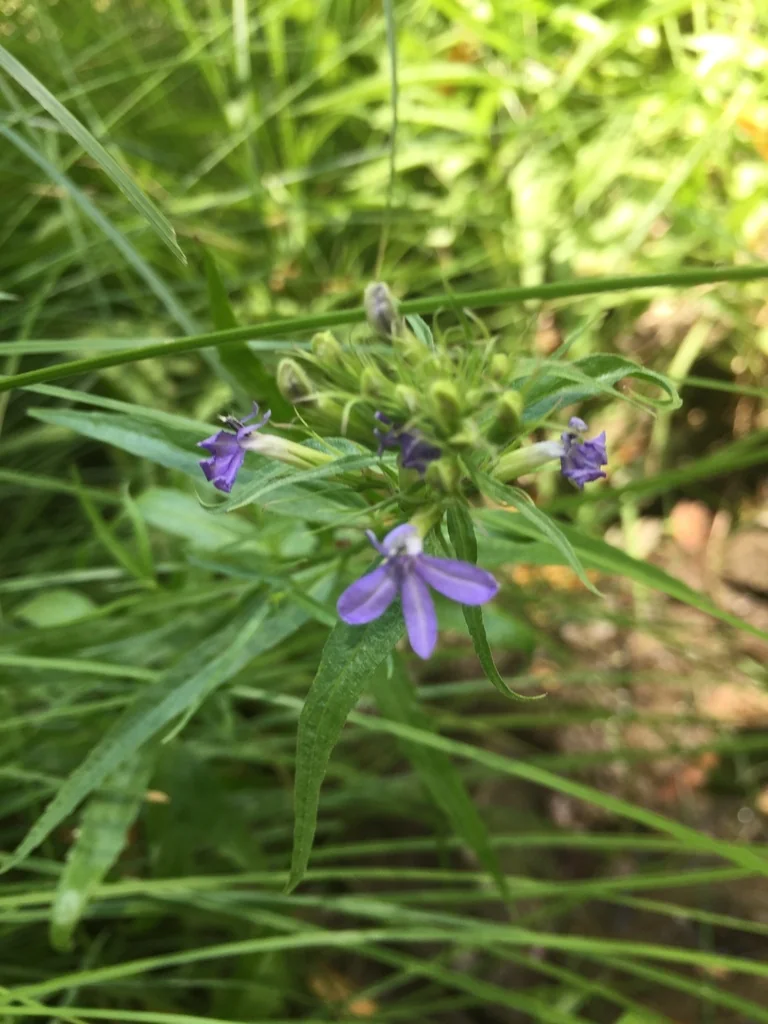 Lobelia Dunnii
