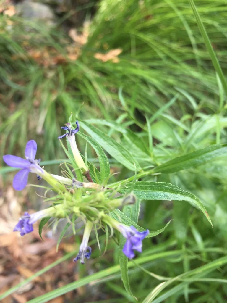 Lobelia Dunnii