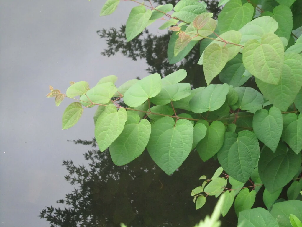 Cercidiphyllum Japonicum
