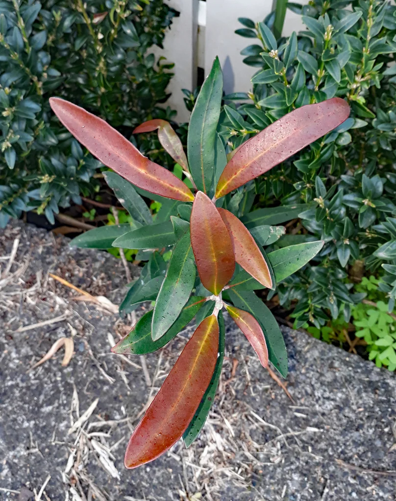 Tristaniopsis Laurina