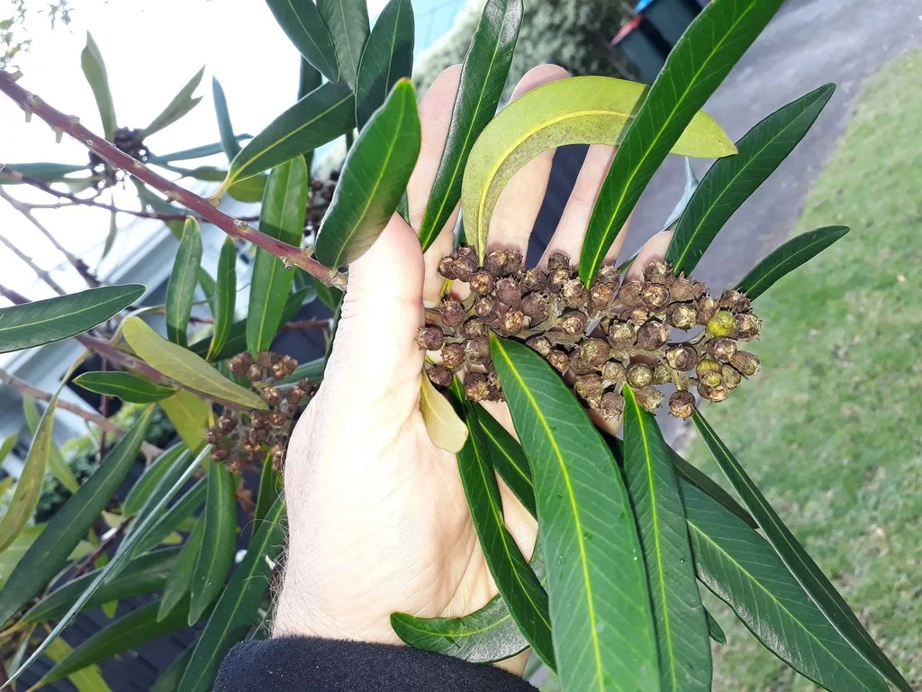 Tristaniopsis Laurina