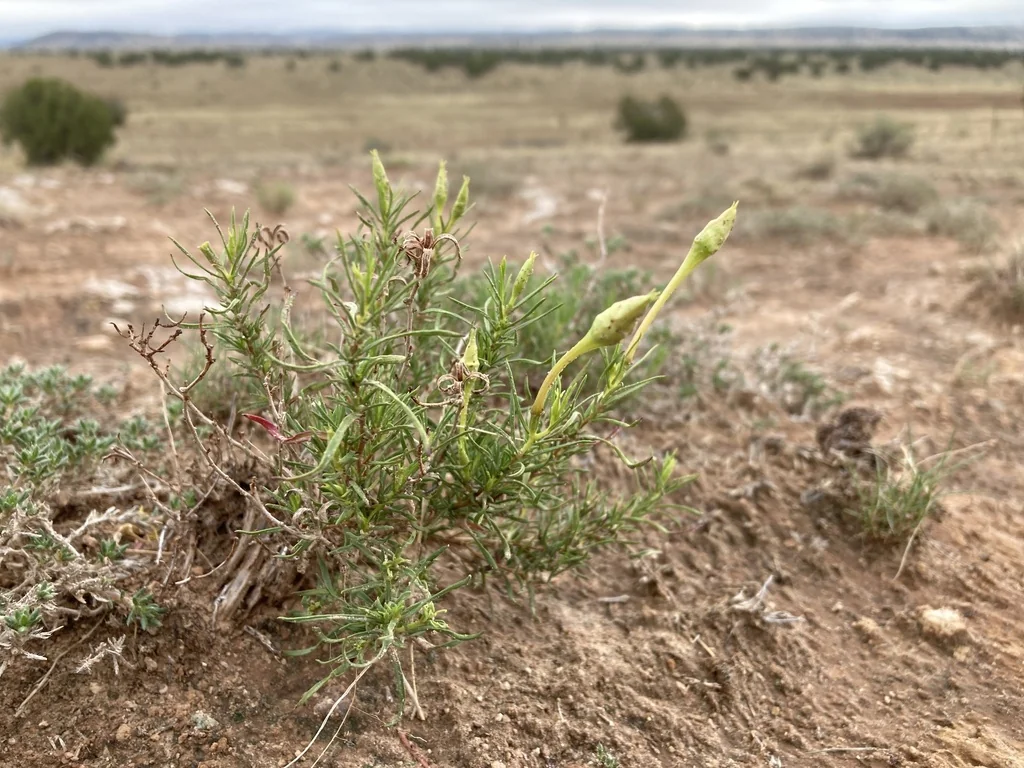 Calylophus Hartwegii