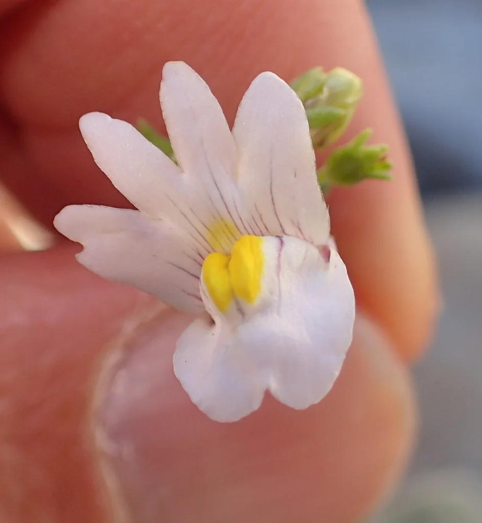 Nemesia fruticans