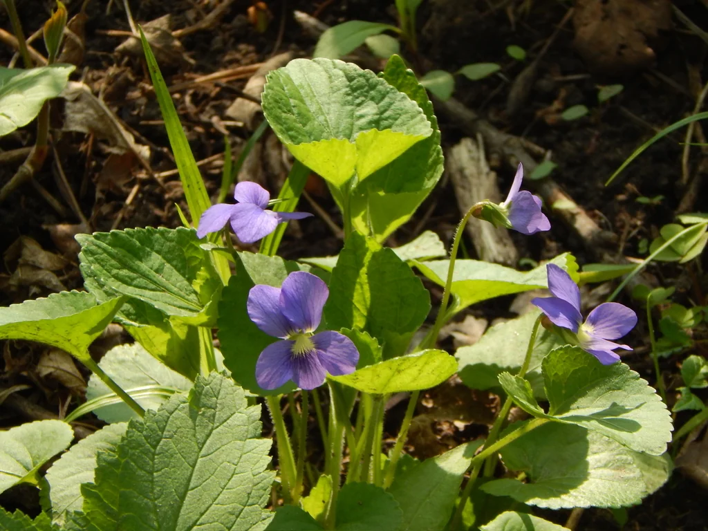 Viola Sororia