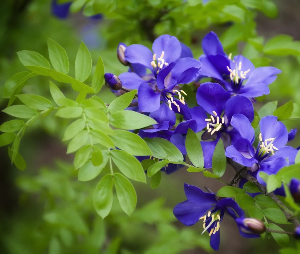Guaiacum Coulteri
