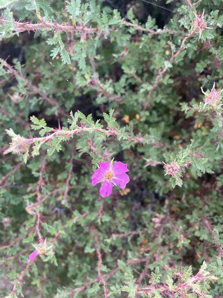 Rosa Minutifolia