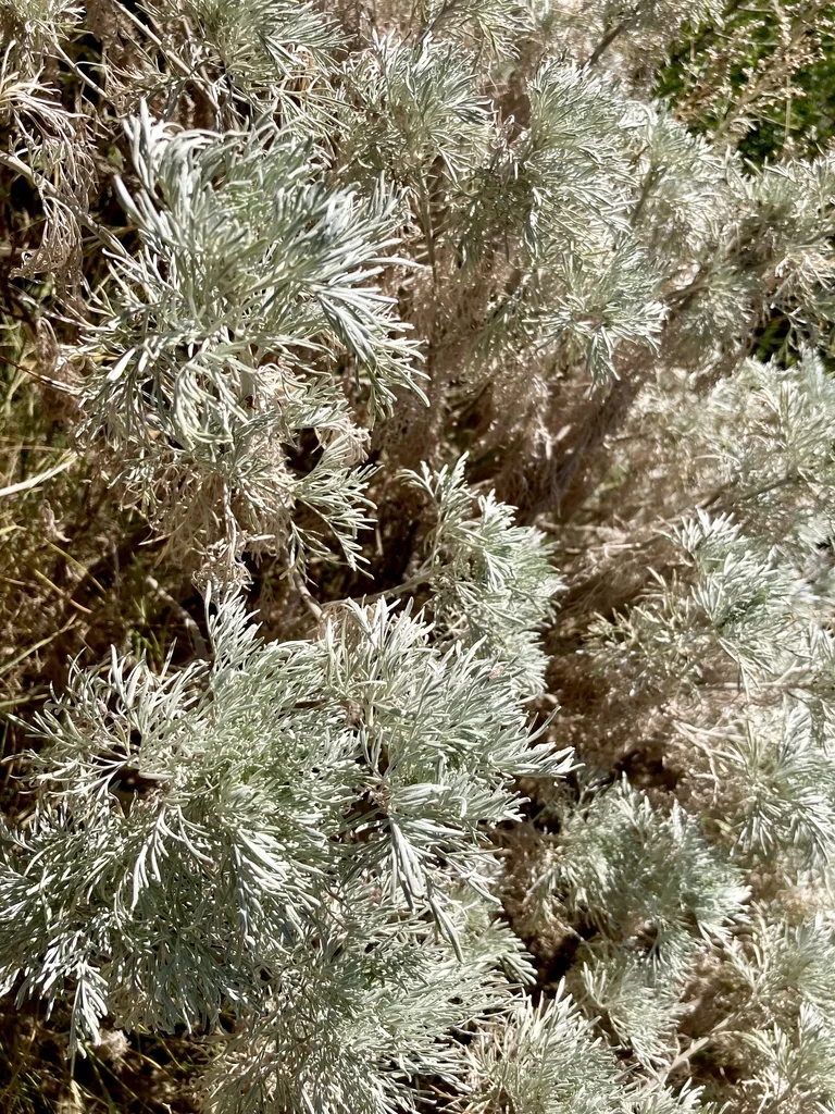 Artemisia Arborescens
