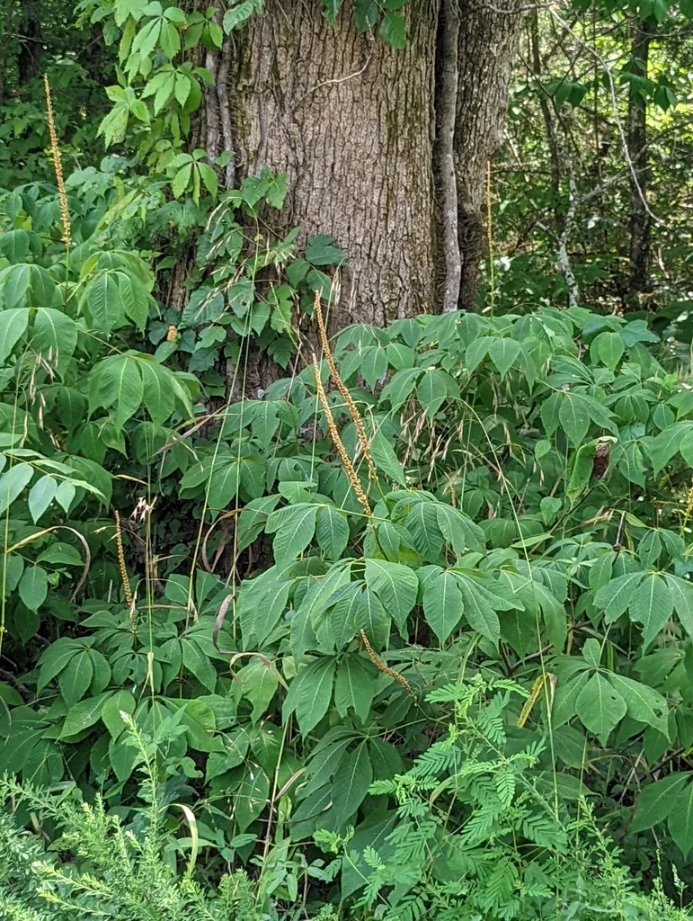 Aesculus Parviflora