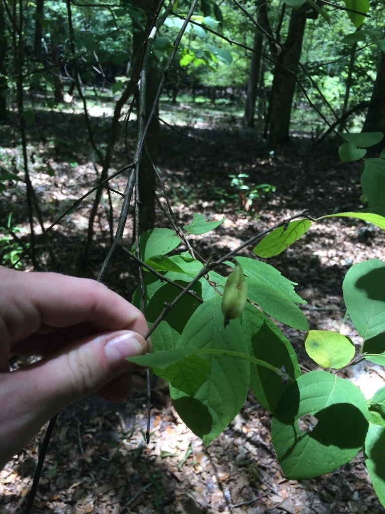 Halesia Carolina