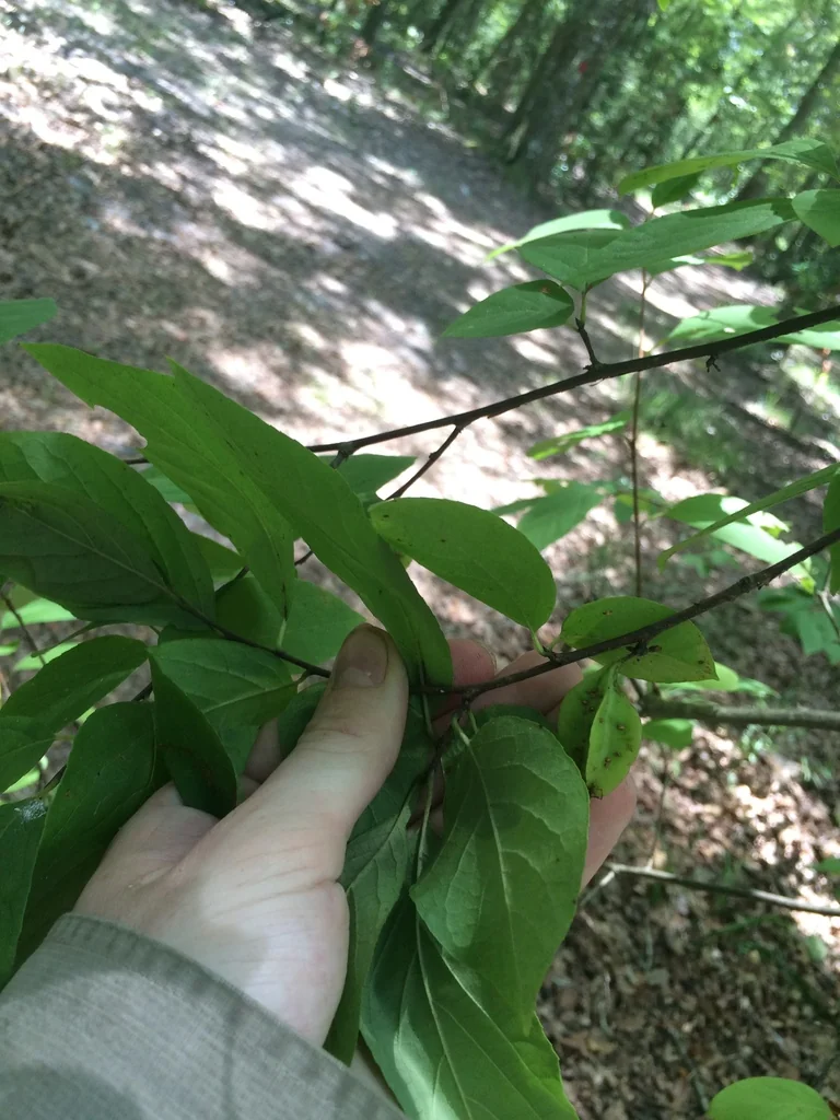 Halesia Carolina