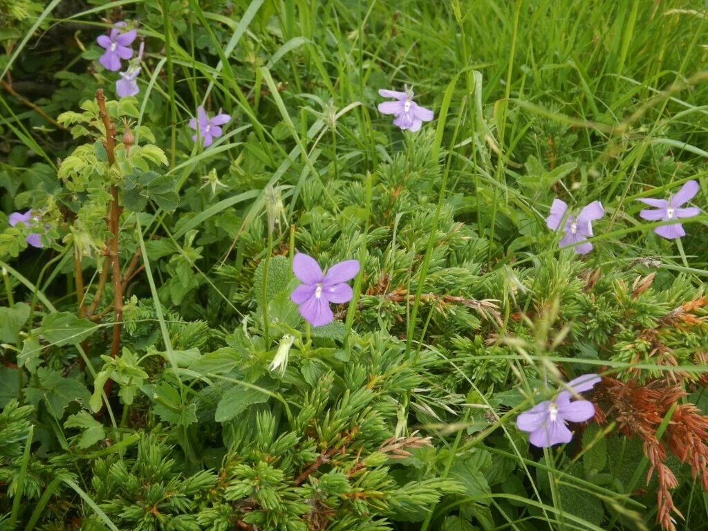 Viola Cornuta