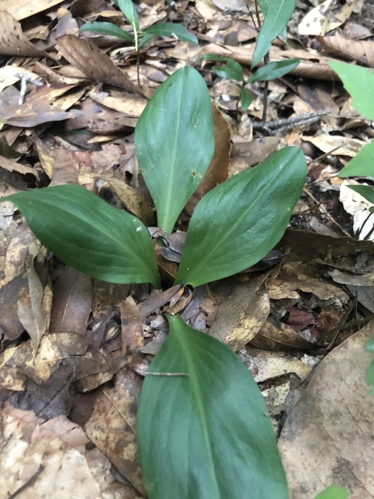 Chamaelirium Luteum