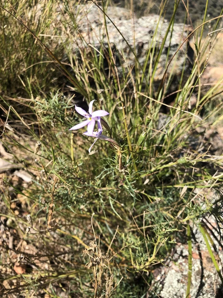 Isotoma axillaris