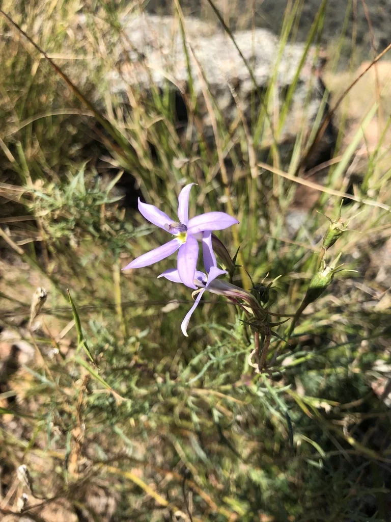 Isotoma axillaris
