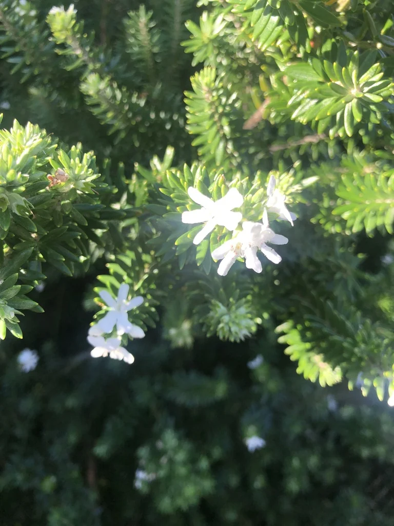 Westringia fruticosa