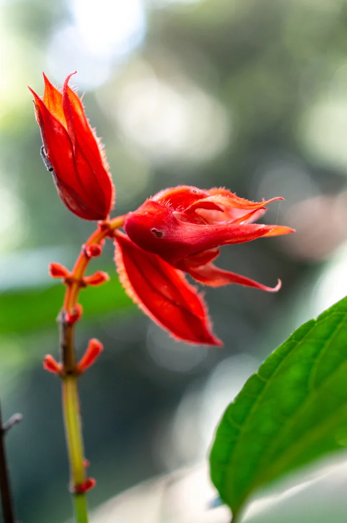 Salvia Splendens